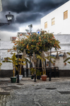 Plaza de Rota con naranjo, farola y fachadas blancas típicas de la costa gaditana.