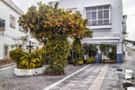 Plaza de Rota con naranjo, fachada blanca y ambiente tranquilo del casco histórico.