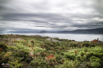 Paisaje de matorral y vegetación atlántica en el norte de España bajo un cielo cubierto.