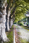 Paseo arbolado de Chaves junto al río Támega, con troncos alineados y luz filtrada entre hojas.