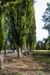 Paseo arbolado en Chaves, Portugal, con cipreses, césped y ambiente tranquilo.