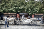 Carruaje de caballos en una calle empedrada de Praga junto a una zona arbolada.