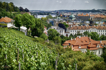 Vista de Praga desde una ladera verde con viñedos y tejados al fondo.