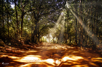 Camino forestal cerca de La Alberca con árboles y luz filtrada entre ramas.