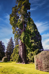 Árbol monumental en los jardines de La Granja bajo cielo azul.
