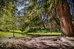 Sendero ajardinado con gran árbol en La Granja de San Ildefonso.