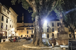 Plaza nocturna iluminada con gran árbol y edificios antiguos en León.
