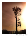 Árbol solitario al atardecer en el entorno del asentamiento de El Vacie, Sevilla.