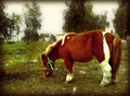 Vaca pastando en un terreno abierto cercano al asentamiento de El Vacie.