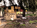 Vivienda precaria rodeada de árboles en el asentamiento chabolista de El Vacie, Sevilla.