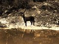 Perro de pie en una zona encharcada del entorno de El Vacie.