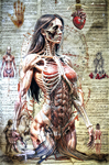 Figura femenina frontal con el esqueleto y órganos visibles, en una composición de anatomía simbólica y color cálido.
